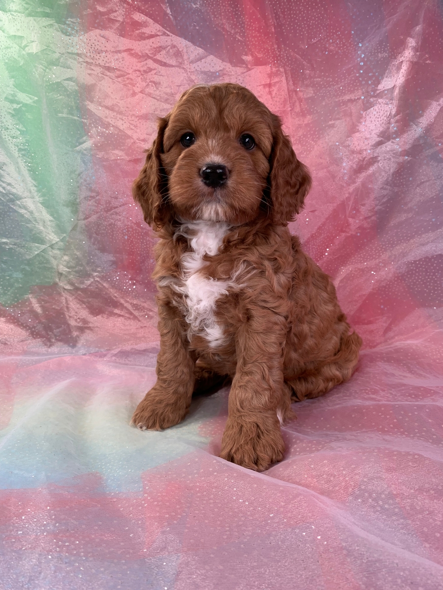 Cockapoo Puppy for Sale, Dark Red Male, Ready Soon! $1200